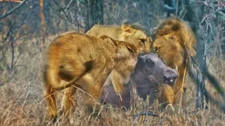 Lions Play Tug of War with Warthog Trying to Escape