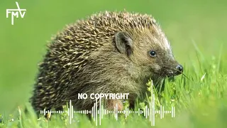 Hedgehog sound effect | hedgehog sound no copyright | Animal sound effect | Free music vander.