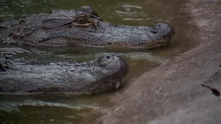 Overfed alligator living in retention pond finds new home