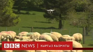 Дрон менен кой кайтарса болобу?  - BBC Kyrgyz