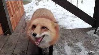 Alice the fox. Hooliganism on the porch.