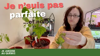 Tomates Catastrophes: pourquoi mes plants perdent leurs feuilles?