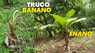 Truco para tener una Planta de Banano Enano