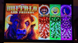 Buffalo and Friends with Friends