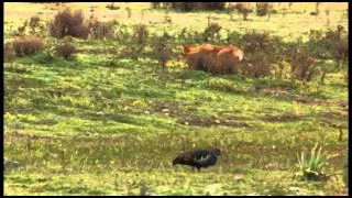 衣索比亞豺狼如何捕捉巨頭檐鼠