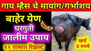 गाई म्हैस चे मायांग बाहेर येणे 12 तासात कायमचे बंद।prolapse in Cow Buffalo।पीछा,पाछा,फुल दिखाना इलाज