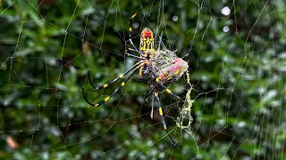 Georgia's invasive Joro spiders could spread along the East Coast, expert says