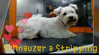 Sesión de peluquería Schnauzer Blanco a stripping-Time Lapse