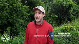 Controlling Dog Strangling Vine With Herbicides - Helping Native Vegetation to Reestablish