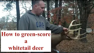 How to Score / Measure a Whitetail Deer