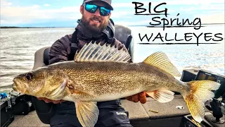Catching TONS of Big Spring Walleyes on Minnesota Opener!