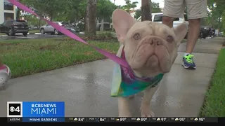 Abandoned dog found in El Portal in foster care, highlights Miami-Dade's overcrowded animal shelters