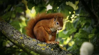 Why SQUIRRELS are fascinating