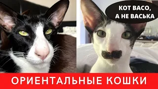 Ориентальная Кошка. Коротко о Породе Ориентальный Кот.Приколы с Котом