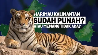 Harimau Kalimantan Punah atau Tidak Ada❓ Ternyata Ini Alasan di Kalimantan Tidak ada Harimau