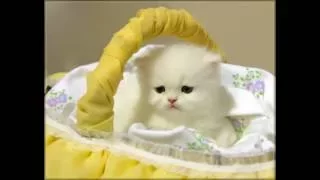 ❤ Top 10 Cute Animals   Adorable Pets   Cuteness overload ❤❤❤❤❤