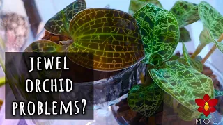 Too dry for Jewel Orchids in your home? Try this! | Orchid Care for Beginners