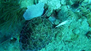 Scuba diving with baby Sea Turtle in Sosua bay Dominican Republic