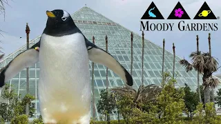 Moody Gardens Tour & Review with The Legend