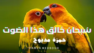 اواخر سورة يوسف y القارئ حمزة مدبوح يا الله ما احلى هذا الصوت تلاوة تهتز لها القلوب قرآن مع طيور