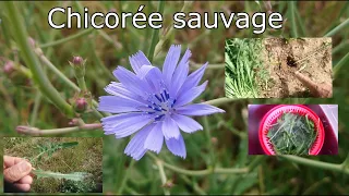 TUTO BENE "20" : Chicorée sauvage (Cichorium intybus)