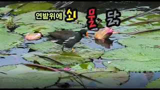 연잎을 노니는 쇠물닭4k