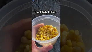 I went fishing with corn