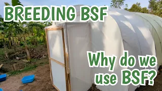 Breeding Black Soldier Fly • Why do we use BSF?