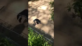 Grüner Zoo Wuppertal | Pinguin verfolgt Schatten