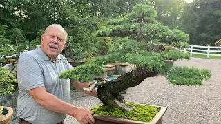 One of the Most Iconic Trees in My Bonsai Collection