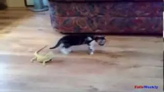 Best Funny Cats gatos chistosos fails) 2013 Compilation