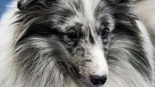 Comparing the Shetland Sheepdog and Miniature Collie Differences and Similarities