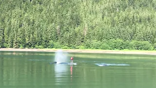 Humpbacks with paddleboarder at Taku Harbor