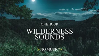 1 Hour Eerie Sounds Of The Wilderness - Wolf, Elk, & Loon Call (With Other Mysterious Creatures!)👣👹🐾