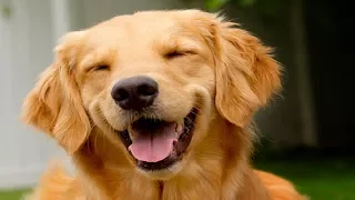 Смешные собаки и щенки | Топ-подборка приколов с собаками за 2017