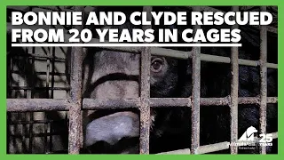 Animals Asia rescues two moon bears from 20 years on a bile farm