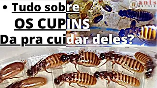 EVERYTHING ABOUT COUPINS * to create termites?  * Termite King and Queen - she lays 165 million eggs