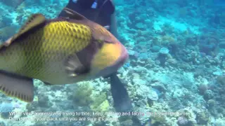 Giant Trigger Fish Attack