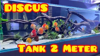 Bikin Aquarium Discus 2 Meter