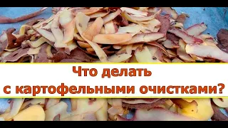 Чудо Подкормка для Смородины! Подкормка смородины картофельными очистками. Удобрение для смородины.