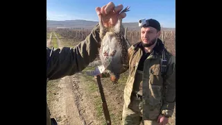 Веселая новогодняя охота на зайца и куропаток в Дагестане!