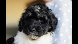 Meet Alpine the Mini Sheepadoodle Puppy from Sheepadoodle Pup!