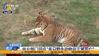 చైనాలో 20 సైబీరియన్ పులులు మృతి | Deaths of 20 Siberian Tigers At East China Zoo Being Investigated