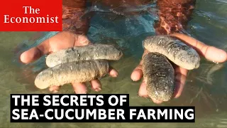 How sea cucumbers can help the ocean