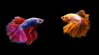 12 Hours Stunning Betta Fish with Relax Music 🐠 Relaxing Fish in Black Aquarium