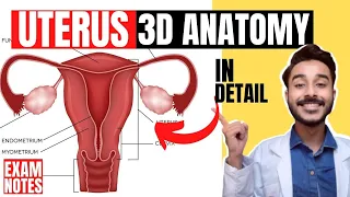 uterus anatomy 3d | parts of uterus anatomy | anatomy of uterus ligaments anatomy