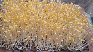 DIY New mung beans sprouts method easy