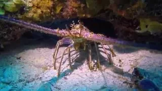 Spiny Lobster in the Florida Keys