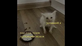 Озвучка котят . еее