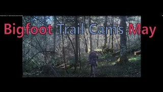 My Bigfoot Story Ep. 177 - Bigfoot Trail Cams & Screams In The Swamp